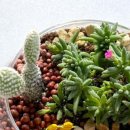 책상 위의 작은 정원, 테라리움 만들기 이미지