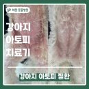 해원이네동물병원 | 약을 먹어도 피부가 안나아요 / 강아지 아토피성 피부염 / 청천동 동물병원 / 인천 피부 동물병원