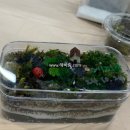 원예 테라리움 이미지