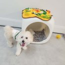 댕댕이 지구대 이미지