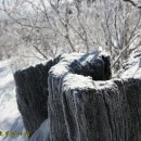 그루터기 이미지