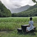 나리 신령수 이미지