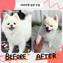 애견미용사 3급 자격증 과정 2 이미지