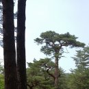 금강송통나무황토집 이미지