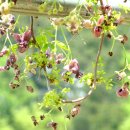 세계명견 감곡켄넬 이미지