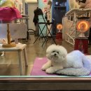 애뚜애뚜 이미지