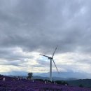 하늘농산 | 가을 국화 명소 추천 ㅣ거창 감악산 아스타국화축제 리얼 후기