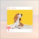 종로애견미용 | 종각 종로 애견미용학원 추천 후기 (자격증 취득 취업까지)