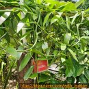 커피여행 | 발리 여행 일정 마무리｜노쇼핑 패키지 후기 &amp; 루왁커피 체험