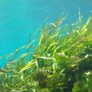 숲속에 바다 이미지