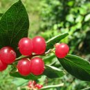 분홍괴불나무(타타리카 괴불나무*Lonicera tatarica*Tatarian Honeysuckle, Rusokuusama) 이미지