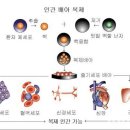 인간 배아 복제는 현재 진행형??? 똑같은 일란성 쌍둥이가 있는데, 한 사람은 복제인간은 아닐까?