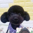 어벤독스 이미지