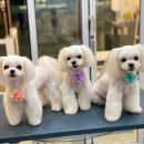 비니펫살롱 이미지