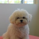 블레스펫 살롱 이미지