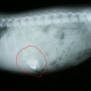 하일동물병원 이미지