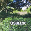 아이스뮤지엄 | 제주 오설록 티뮤지엄 이니스프리 제주하우스 성수기 주차 휠체어 방문 웨이팅 후기후기~!