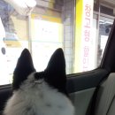 정철동물병원 이미지