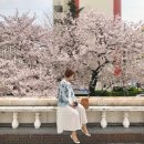 뉴삼익 주변 | 부산 남천동 삼익비치 벚꽃 실시간 개화상황 및 주차, 평일 방문