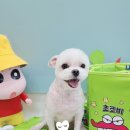 달콤한댕 이미지