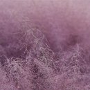 소양공원 이미지