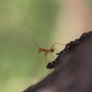 개미상사 이미지