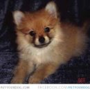 White Pom Pom 이미지