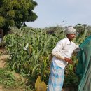 한국농장 이미지