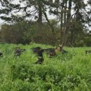 염소야놀자 이미지