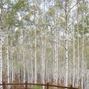 자작나무숲정상 이미지