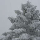 구상나무 화장실 이미지