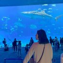 빅펀 | 일본 오키나와 추라우미 수족관 티켓 가격 펀패스 할인 가족여행 아이와 가볼만한곳