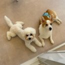 루루퍼피 이미지