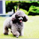 아담스펫 강아지분양 고양이분양 인천본점 이미지