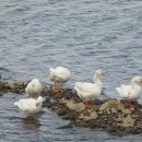 금화오리농장 이미지