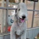 개미애견미용실 이미지