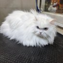 오드그루밍