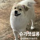 슈가 펫살롱 이미지