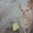 이은 행정사 사무소 이미지