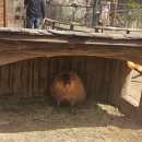 스마트타운 | 에버랜드 스마트 줄서기 팁 동물원 뿌빠타운 후기