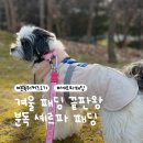 레오핏 | 분독 셰르파 패딩 후기｜다견 가정 겨울 산책템, 레오 실착 리뷰