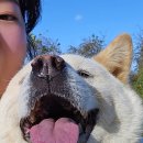 똥강아지 애견샵 | 전주강아지유치원 우리집똥강아지 다녀온 후기!(+애견목욕)