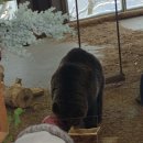 꿈벌사슴목장 | 2026.02.12 - 홋카이도 여행 4일차