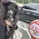 산골여행,베아트리스 | ꔷ̑◡ꔷ̑ 가평 베아트리스 [애견 동반 가능한] 스파 펜션