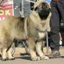 SHOWDOG