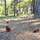 영마루공원 게이트볼장 이미지