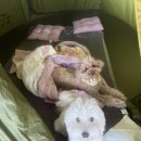 등교하개 이미지