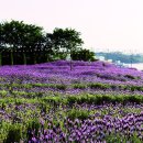 고래정원 이미지