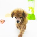 애견갤러리 강아지분양 애견샵 이미지