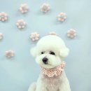 원펫살롱 이미지